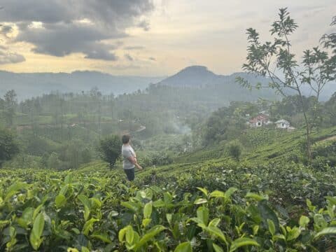 Person walking through the tea plantations in Ella, Sri Lanka